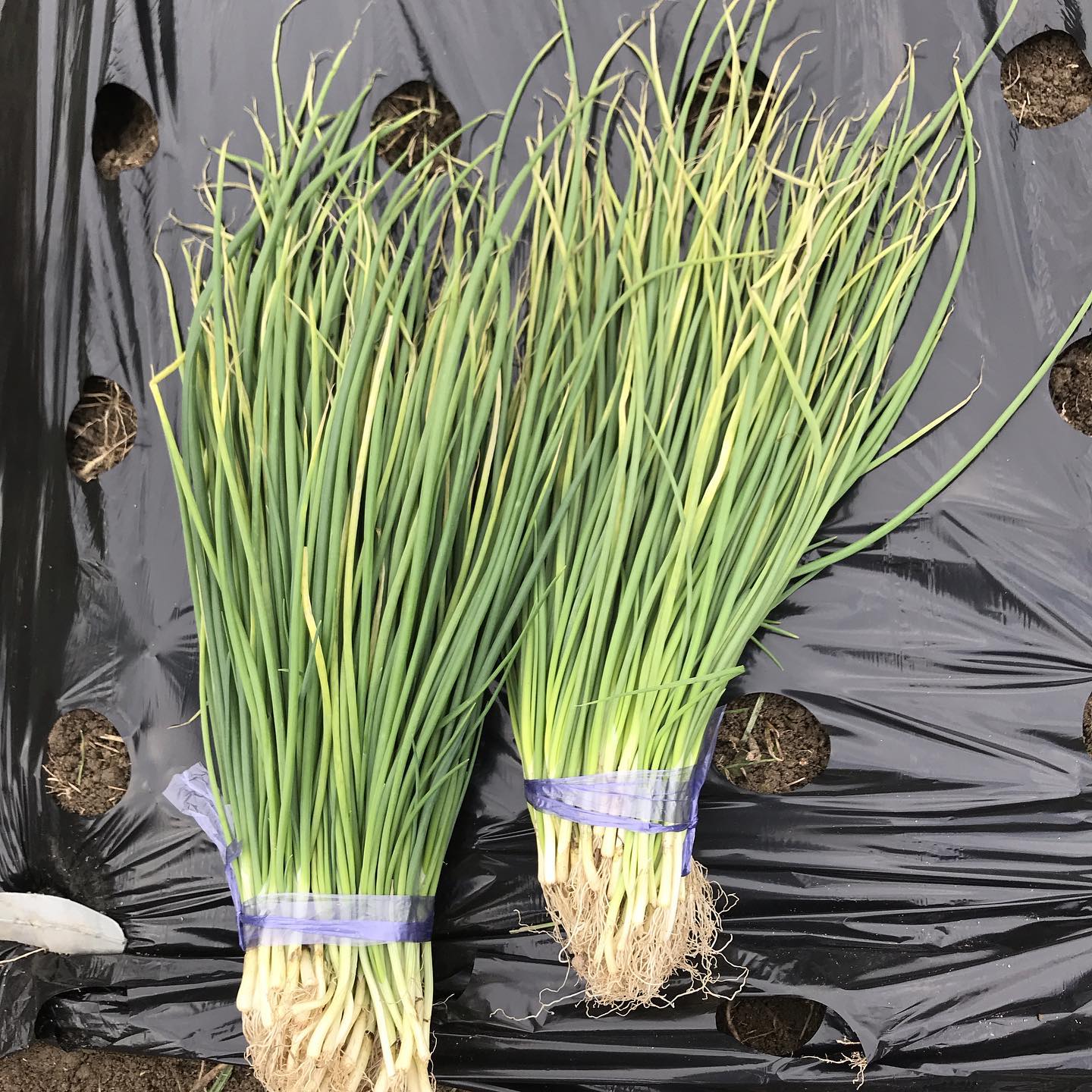 午前中は玉ねぎの苗の植え付け。自分でタネから撒くもうまく大きくならず、やっぱり苗は購入。苗半作というくらいだから苗作りは難しい。#本日11/13カウンターもテーブルも空いています。よろしくお願いします#イルフェソワフ #ワイン#日本酒 #薬院#警固