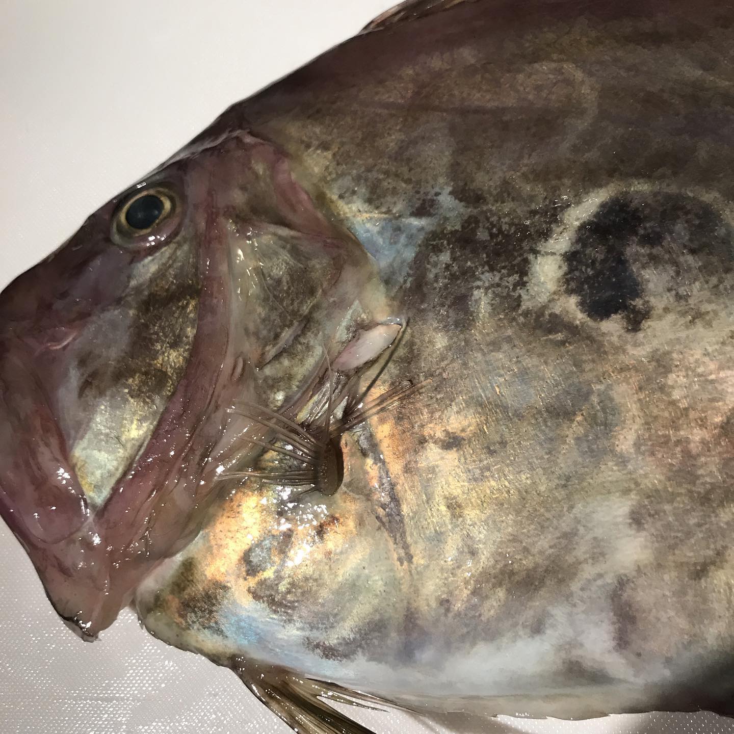 今日11/14の鮮魚の炭火焼きは「マトダイ」です。フランス料理でもよく使われるお魚です。本日もよろしくお願いします。#イルフェソワフ #ワイン#日本酒 #薬院#警固