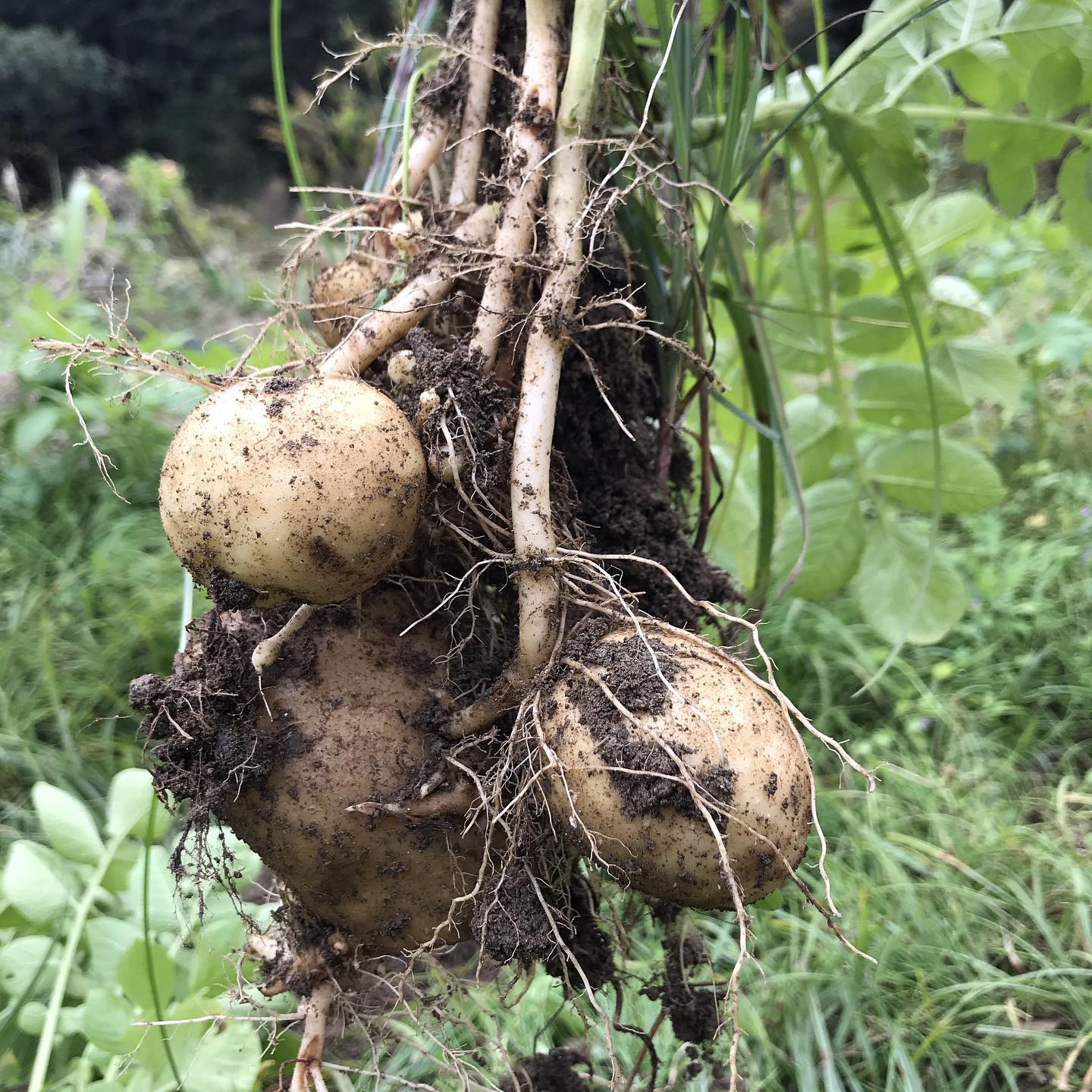 じゃがいもも入ってましたーこれから活躍してくれる野菜ですね本日11/15もよろしくお願いします。カウンター若干空きあります#イルフェソワフ #ワイン#日本酒 #薬院#警固#試し掘り
