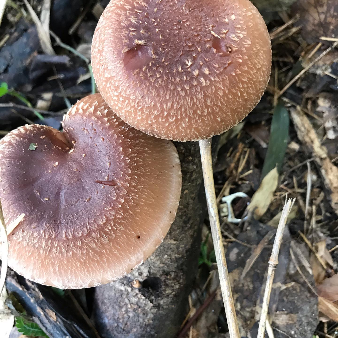 畑の原木椎茸は、連日の雨でしっとり。ぷるんぷるんで潤いたっぷりな感じ。#イルフェソワフ #ワイン#日本酒 #薬院#警固