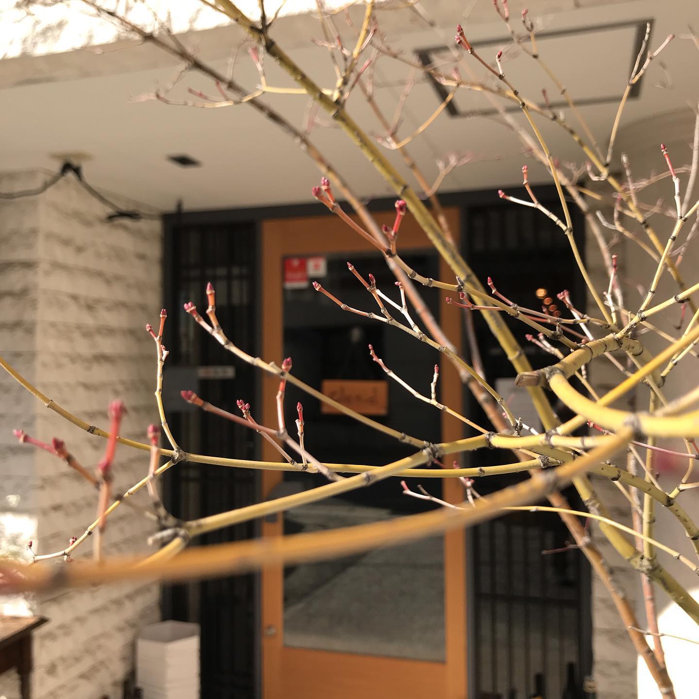 今日2/14はとても暖かく春っぽいですね。表の紅葉も蕾が膨らんで来ました。今日はカウンターもテーブルも空いています。よろしくお願いします。#イルフェソワフ #ワイン#日本酒 #薬院#警固