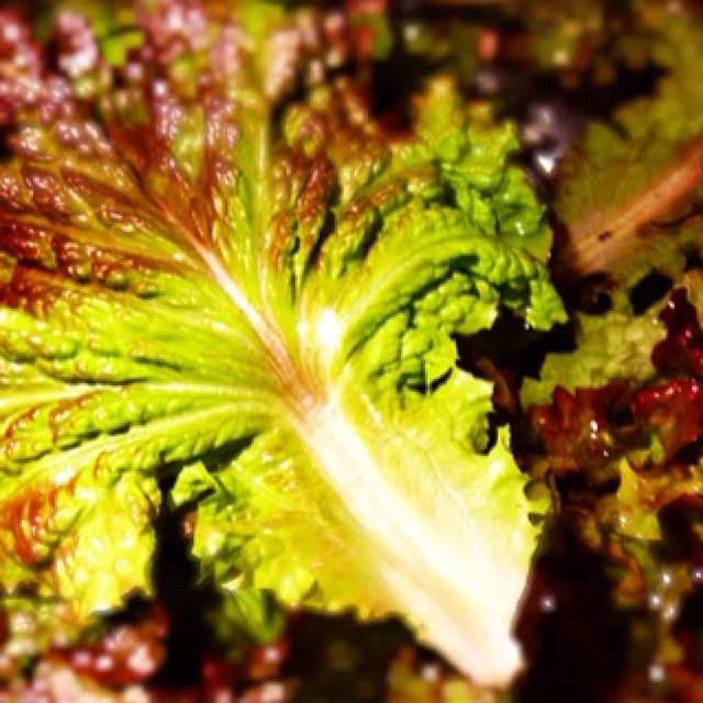 外側からかきちぎって収穫した葉野菜たち。ゆっくりお水に漬けてから優しく洗って、虫や土を落としてあげます。