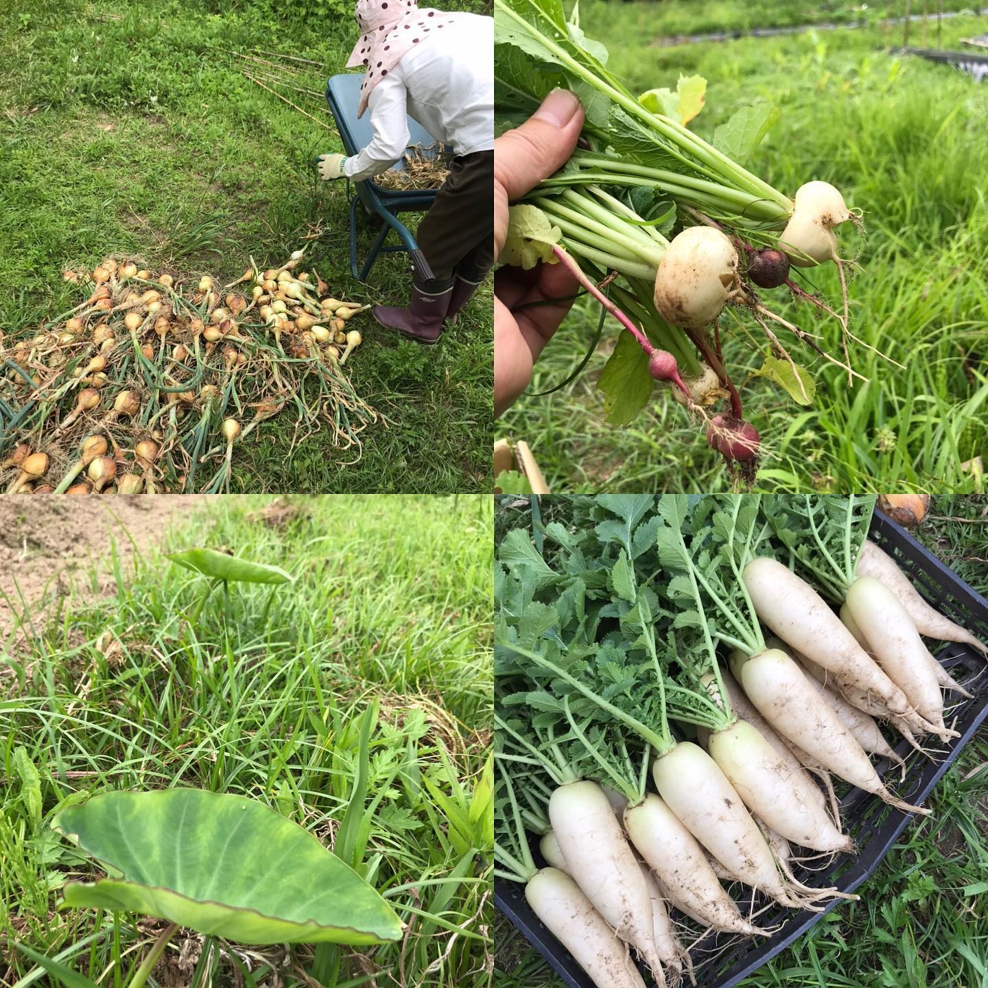 今日5/31はお休みいただいています。明日6/1から店内飲食の営業は17:00〜23:00に変更させていただきます。テイクアウトももう少し続けます。梅雨入りする前の収穫作業！曇り天気でそんなに暑くなく助かったー明日からもよろしくお願いします。#イルフェソワフ #ワイン#日本酒 #薬院#警固