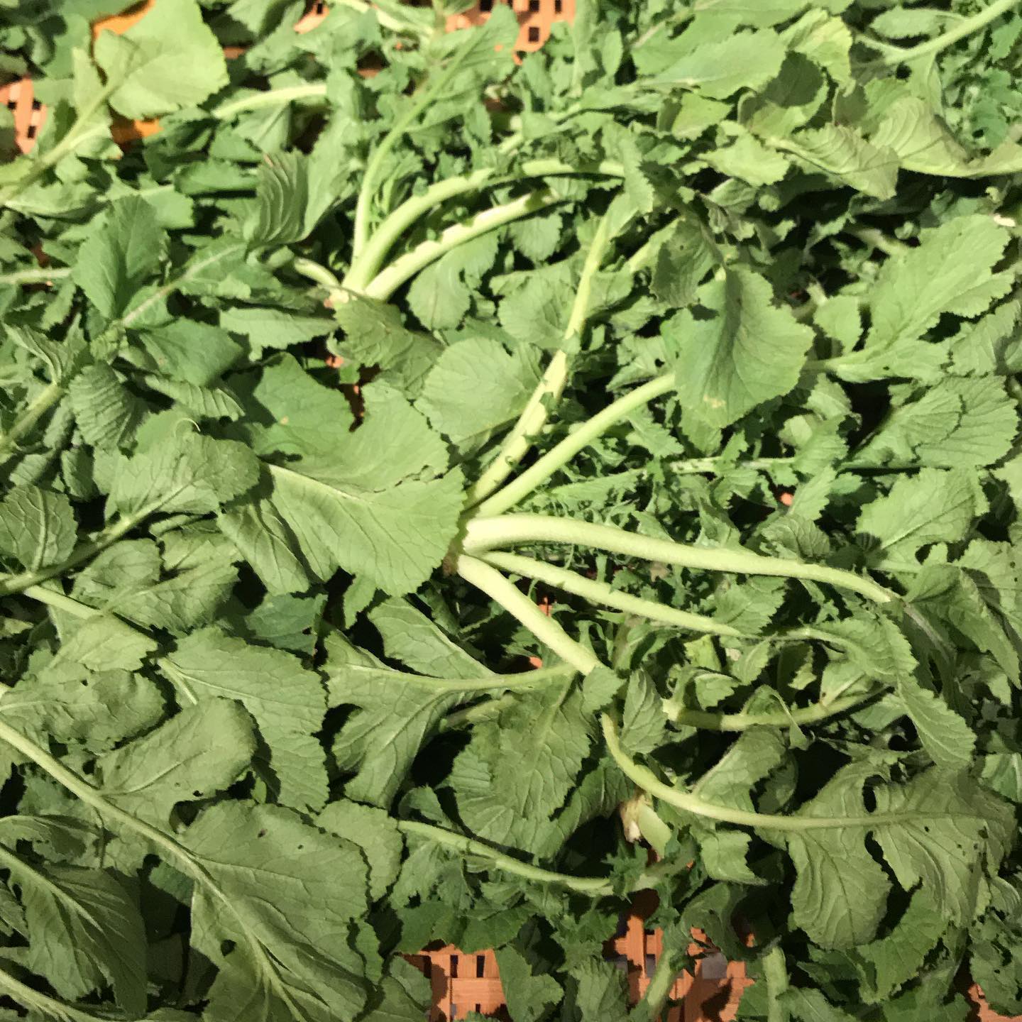 本日6/2も17時から23時まで通常営業してます。もう少しテイクアウトも続けます。ワインのボトルお持ち帰り販売もできます。2200円〜今日は大根葉を軽く干してます。お漬物にします。本日のテイクアウトメニューー炭火焼きー・博多一番鶏のモモ肉と焼き野菜　1350円・唐津産豚肩ロースと焼き野菜　1760円・本日の鮮魚(イサキ)と焼き野菜　1350円・手羽先のスモーク　1本　250円ーその他ー・前菜のいろいろ盛り合わせ　1350円・大庭さん(須恵町)の気合の入った野菜サラダ　460円・前菜盛り合わせ内の単品選んで2種　550円全て税込イルフェソワフ　713-4550 福岡市中央区警固1-4-7 ※炭火焼きはお時間がかかりますので、お電話にて来店時間をお知らせください。持ち帰り容器の持参大歓迎です！ 20センチくらいの丸皿や角皿でOK！ご予約時にお伝えくださいね。ワインのボトル持ち帰りもできます。いつものように相談しながら選びますねー  #イルフェソワフ #ワイン#日本酒 #薬院#警固#炭火焼き#テイクアウト福岡#おもちかえりなさい福岡#おもちかえりなさい福岡中央区#テイクアウトワイン福岡#持ち帰りワイン福岡