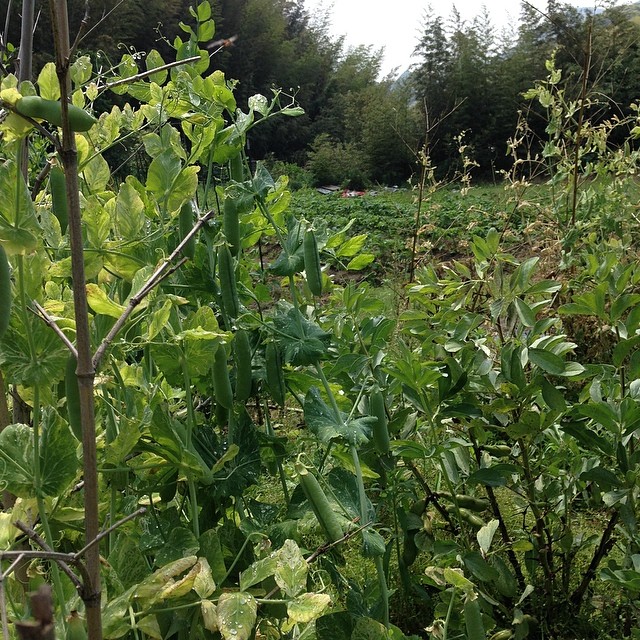 グリーンピースも収穫出来ました。サラダと豆ごはんにしますよ