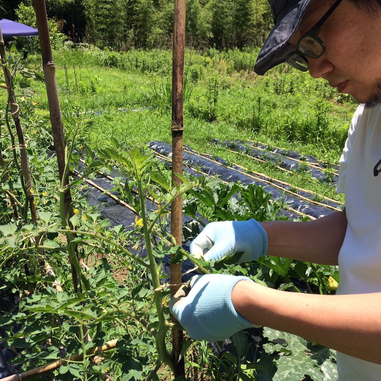 午前中はちょっとだけ畑仕事を。雑草の勢いがすごいです。週末は草刈りだなぁ。本日6/17も17時から23時(OS22時)まで通常営業してます。ご好評いただきましたテイクアウトは一旦終了させていただきます。たくさんのご利用ありがとうございました。#イルフェソワフ #ワイン#日本酒 #薬院#警固#炭火焼き