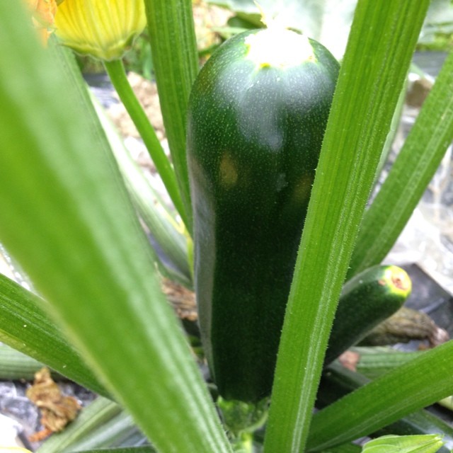 ズッキーニがいい感じです。