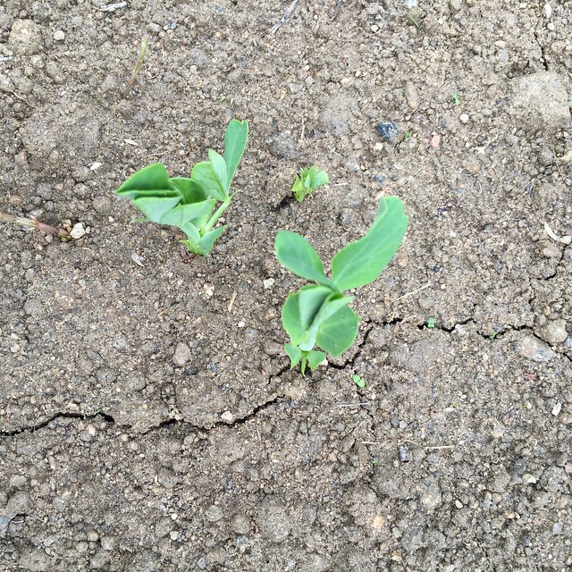 スナップエンドウの芽。いわゆる豆苗。野うさぎに食べられませんように。収穫は5月。長いねー