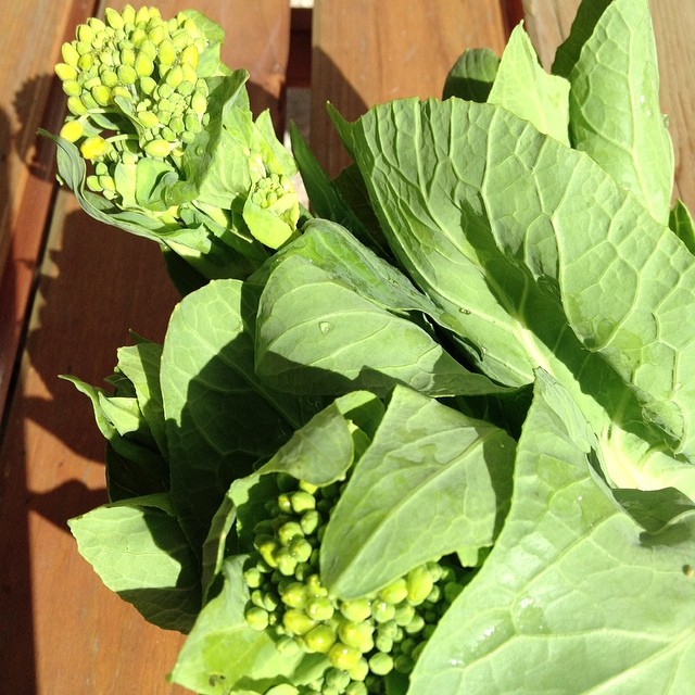 白菜も花が咲き始めました！白菜の菜の花は苦味も少なくて美味しいよ