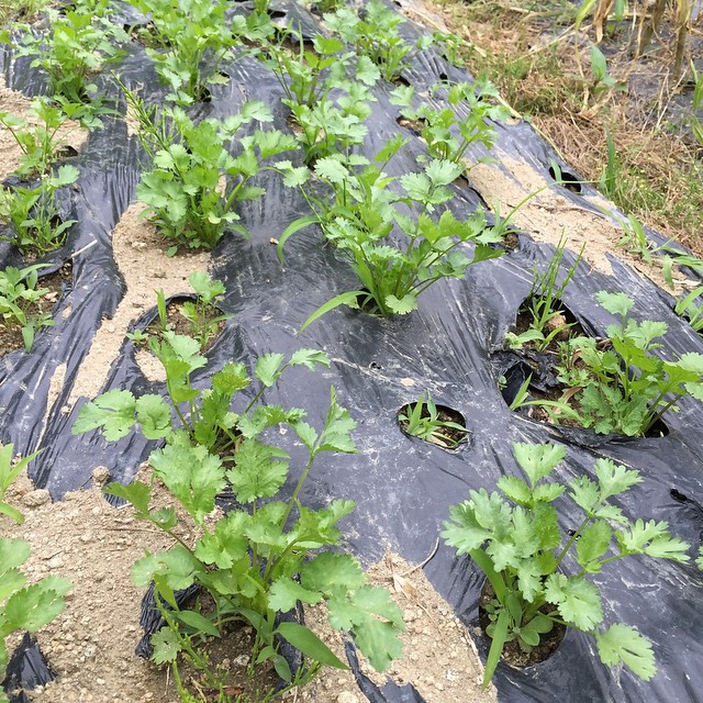 今日のパクチー順調ですなぁ