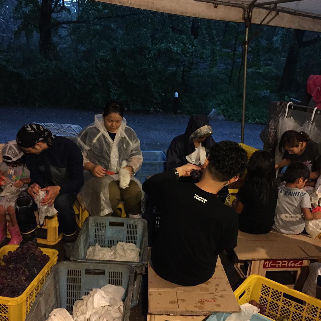 収穫したブドウをひとつひとつ手で確認して、悪い実を取り除く選果中。大事な作業。