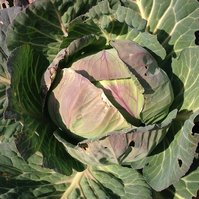 いいね〜キャベツ！