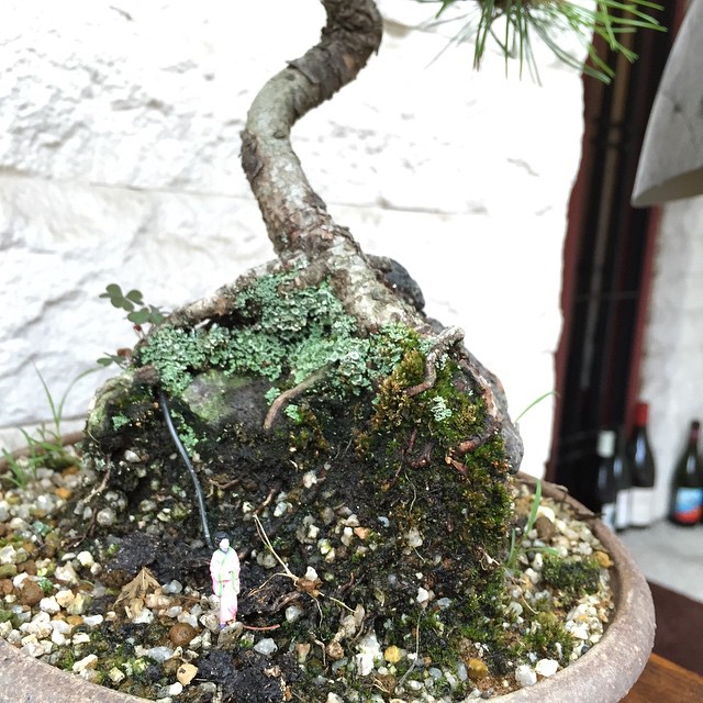 小さいながらもマン盆栽フィギュア欲しいなあ