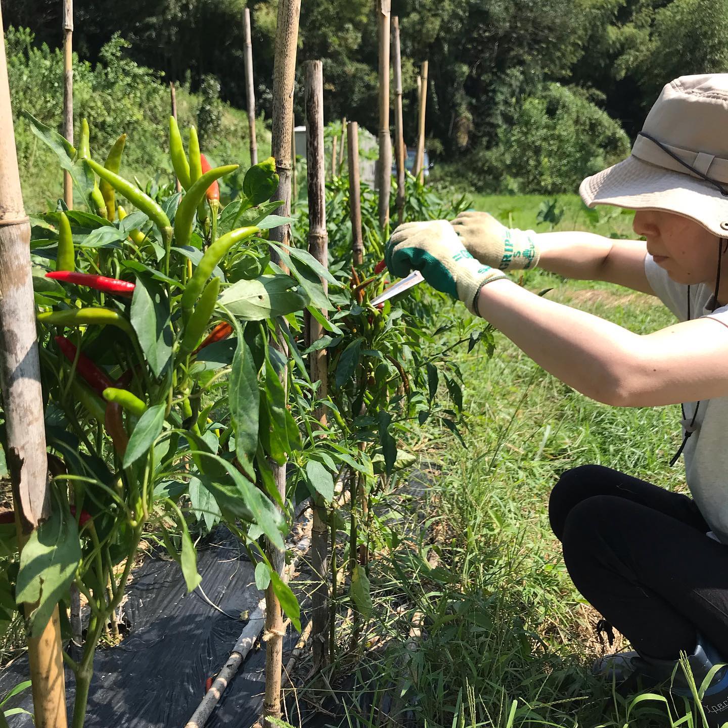 今週も今日9/8から17時より開けてます。台風の被害を確認しに畑に行ったけど、今回はゴーヤとトマトが少し倒れてただけで大丈夫でしたー鷹の爪が順調楽しみ〜乾燥させて一味にします。#イルフェソワフ #ワイン#日本酒 #薬院#警固#鷹の爪