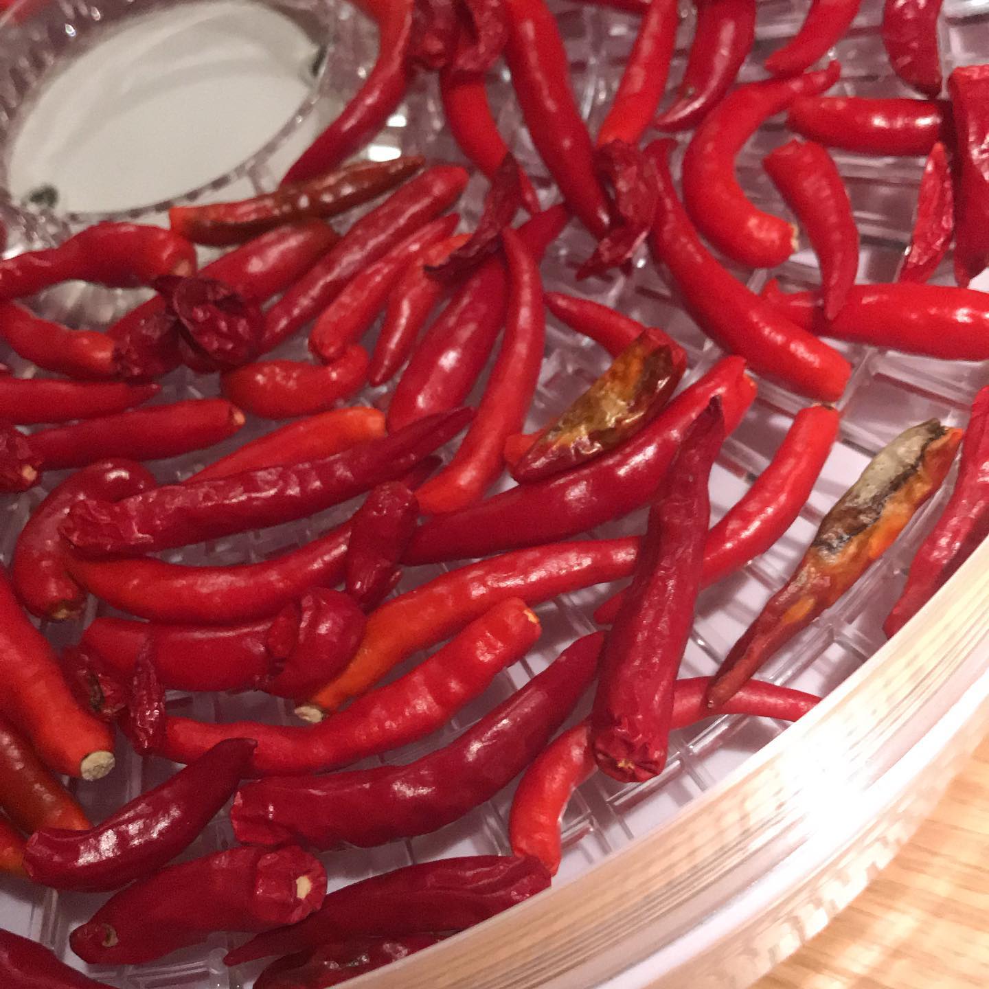 収穫した鷹の爪を乾燥させてます！一味唐辛子になります🌶いつもはザルに上げて自然乾燥させるのですが、すげー時間がかかるので、今回は試しに乾燥器を使ってます。持ってるの忘れてた！風味と辛さがいい感じの一味唐辛子に仕上がりますように〜#イルフェソワフ #ワイン#日本酒 #薬院#警固#一味唐辛子#鷹の爪