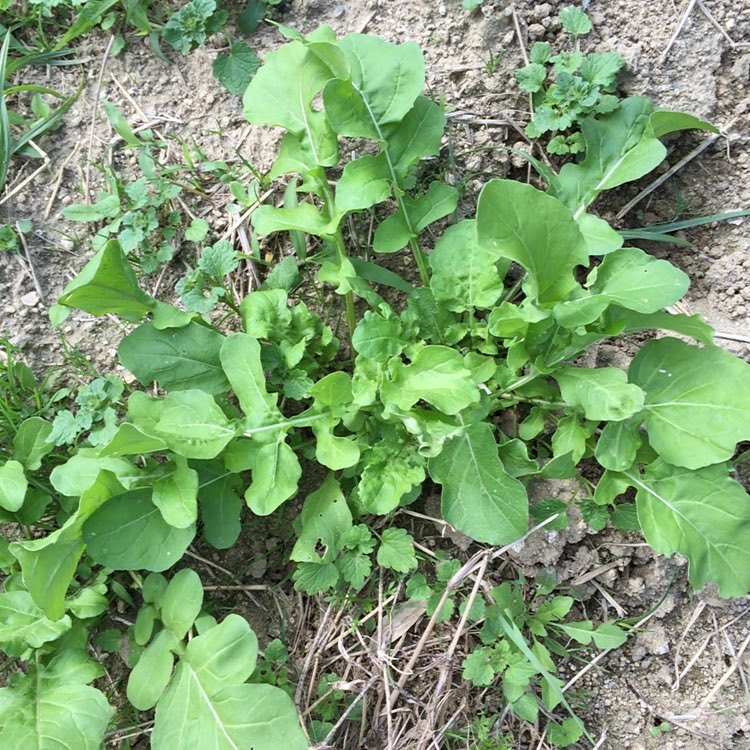 ルッコラがいい具合に育ってます。