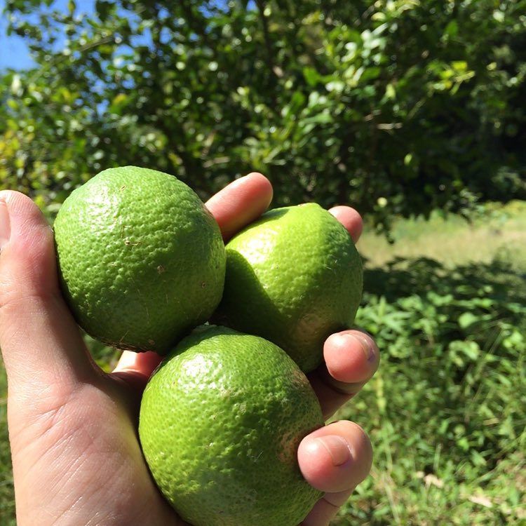 放置しててなってるレモン、たくましいな