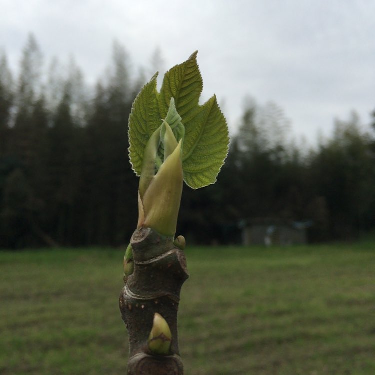 イチヂクの芽吹き