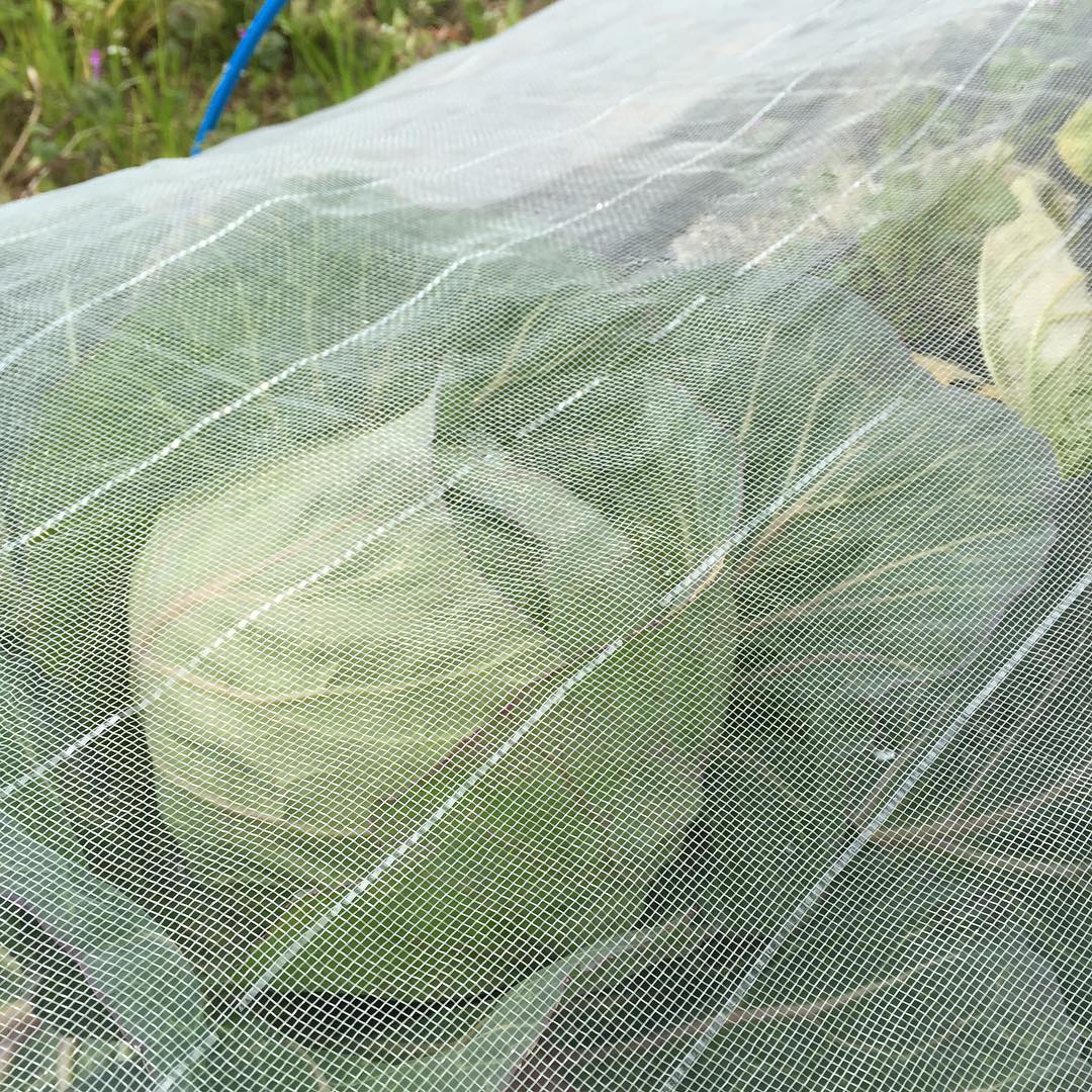 春キャベツ、雪にも負けてなかった！もうすぐ収穫！