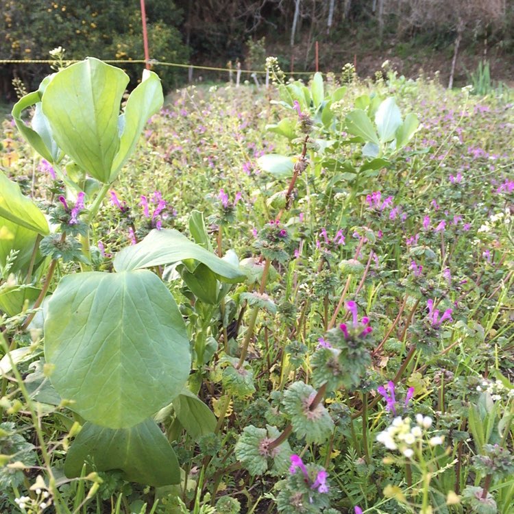 草むらの中に育つソラマメ