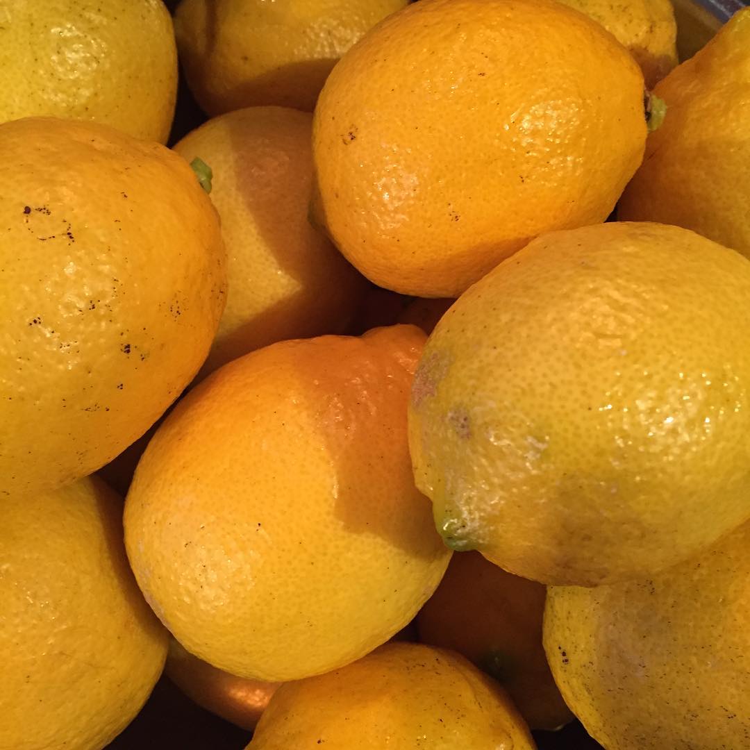 畑のレモンでリモンチェッロの仕込み。来月のイベントでお披露目かな