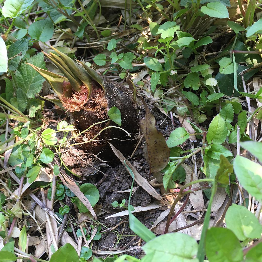 今年の初タケノコ