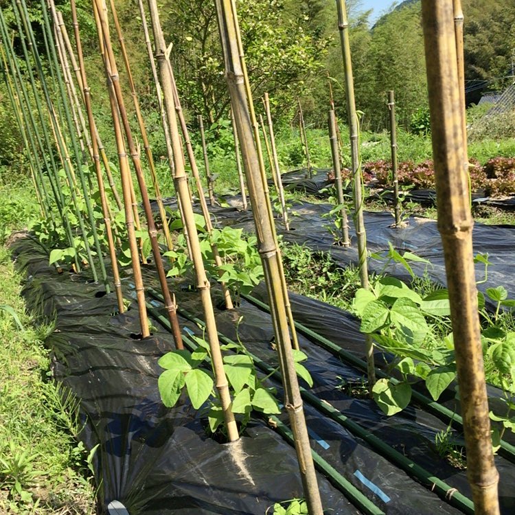 支柱に掴まるインゲン豆