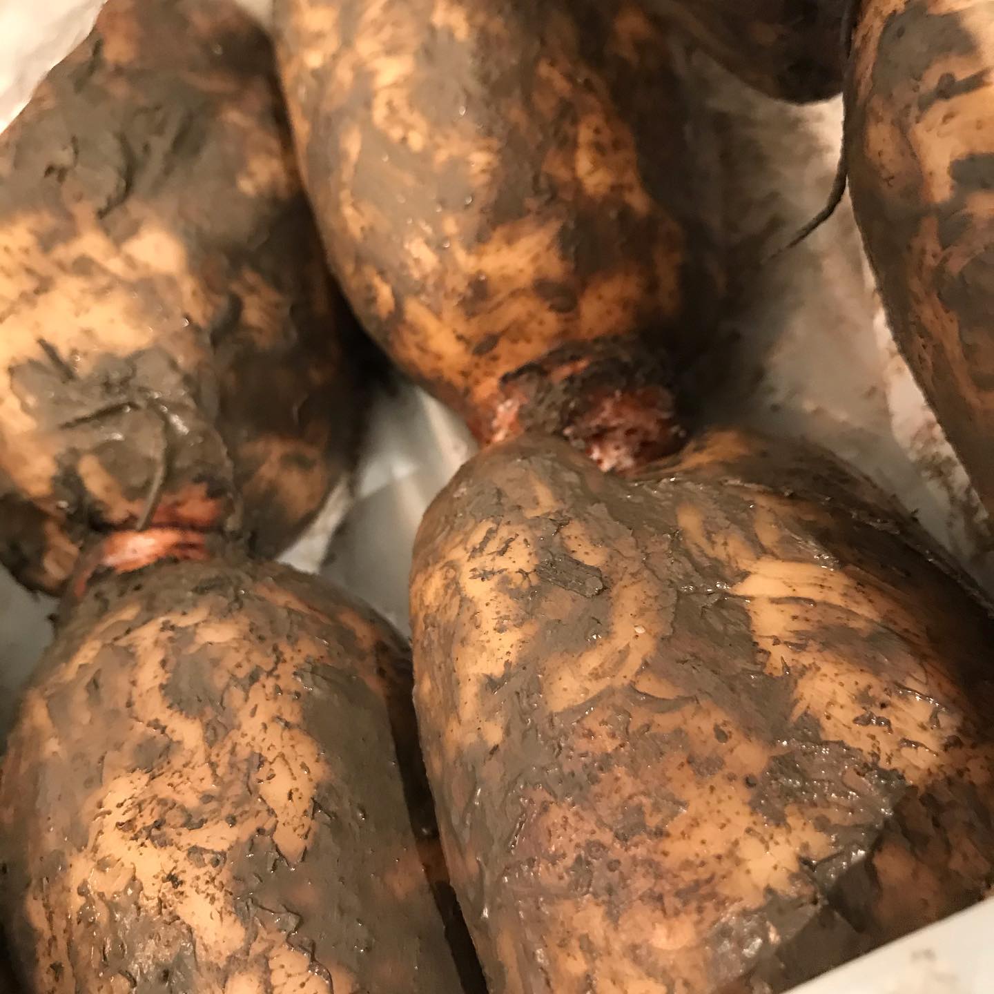 欠品してた佐賀の白石レンコン入りましたよー。軽くオイル塗って炭火で炙ってます。今日1/30も20時まで(酒類の提供は19時まで)時短営業してます。テイクアウトも引き続きやってます明日1/31の日曜日はお休みです。・博多一番鶏のモモ焼きと炭火焼き野菜　1350円 ・前菜のいろいろ盛り合わせ　1350円 (仕込みにより内容は変わりま) ・手羽先のスモーク　1本　280円 (全て税込) テイクアウトの受付は15時ー20時 お引き取りは17時ー21時までです 炭火焼きは20分ぐらいお時間がかかります(混雑具合によります)ので、事前にお電話にてご予約いただけると助かります。 「鶏モモ焼き」または「前菜盛り合わせ」をご注文いただいたお客様には、ささやかですがうちの畑の自然派レモンをプレゼントさせていただきます。 よろしくお願いします 炭とワインと日本酒　イルフェソワフ　 713-4550 福岡市中央区警固1-4-7 #イルフェソワフ #ワイン#日本酒 #薬院#警固