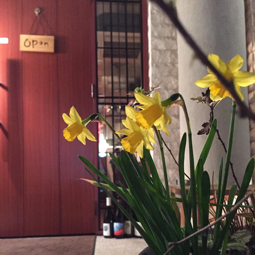 今年も水仙の花が咲いた。自然が季節を教えてくれます