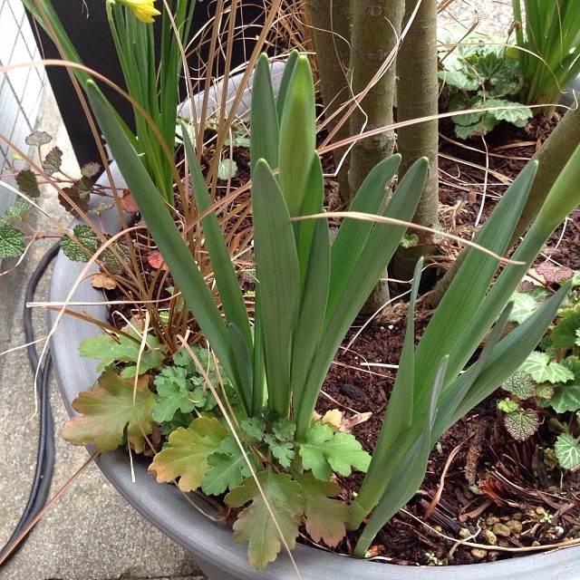 店の前の植木鉢に仕込んで置いた水仙の球根から芽が出てて、もう咲きそうな花の蕾が膨らんでます。