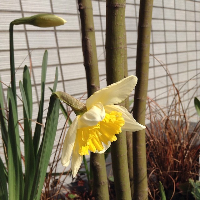 可憐に咲いた一輪の水仙