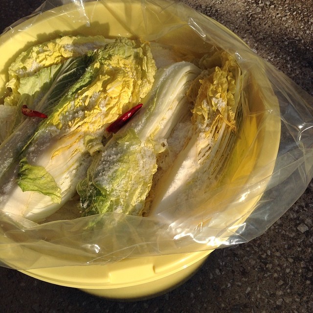 白菜が豊作。漬物漬けたよ