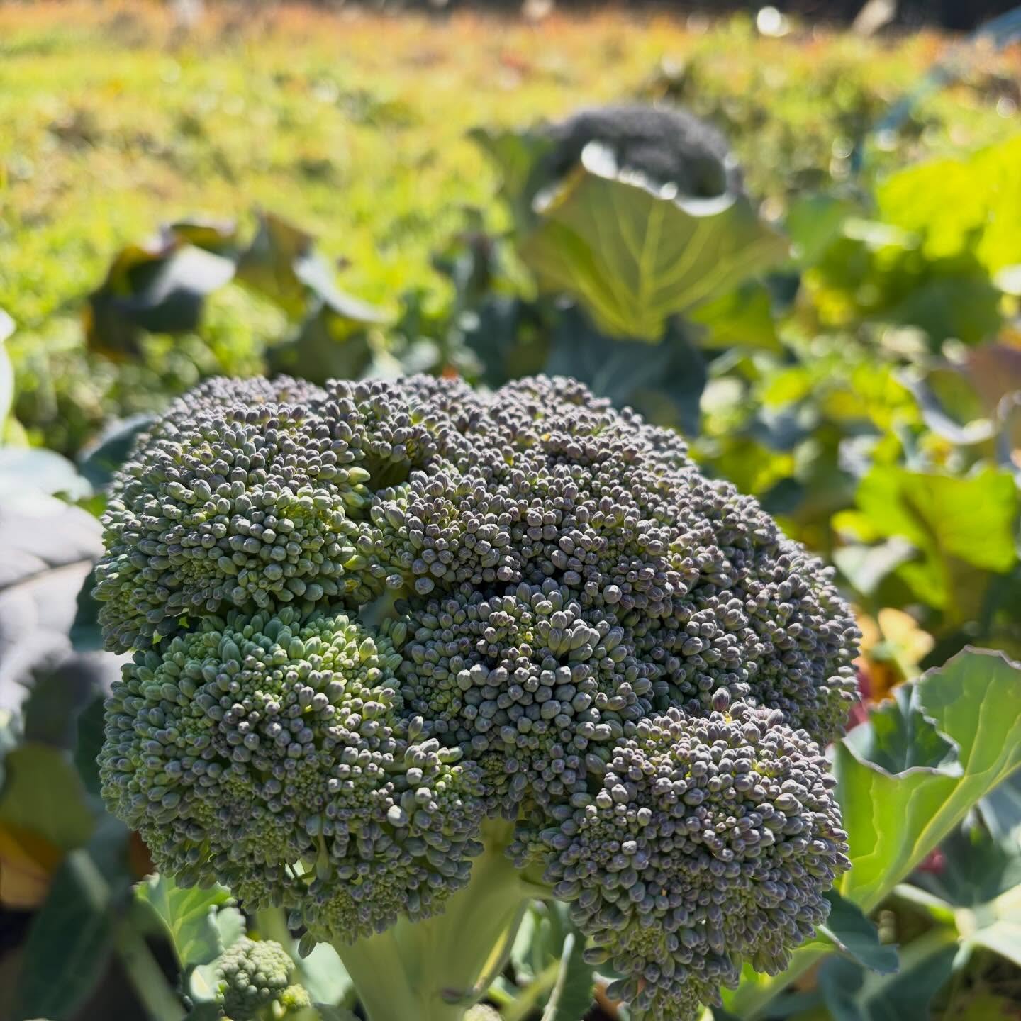 今日1/18は店休日、久しぶり畑にブロッコリーがいい感じに大きくなってましたー白菜やネギもいっぱい収穫したよ今日は少し汗ばむくらい暖かいなー明日1/19から通常営業です♪